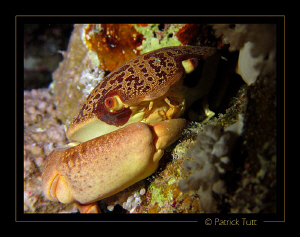 Nigth dive in Marsa Shagra - Egypt - Canon S90 with hand ... by Patrick Tutt 